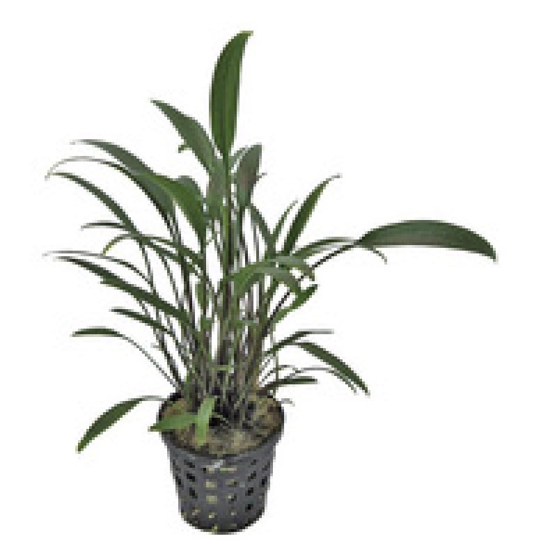 6x Cryptocoryne Amicorum
